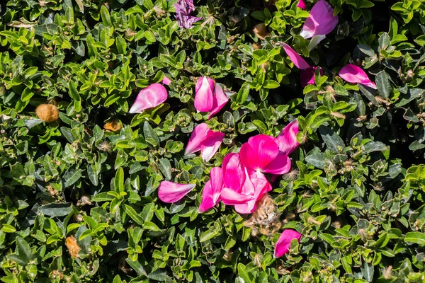 Fotos de Cyclamen genus, Imagens de Cyclamen genus sem royalties |  Depositphotos