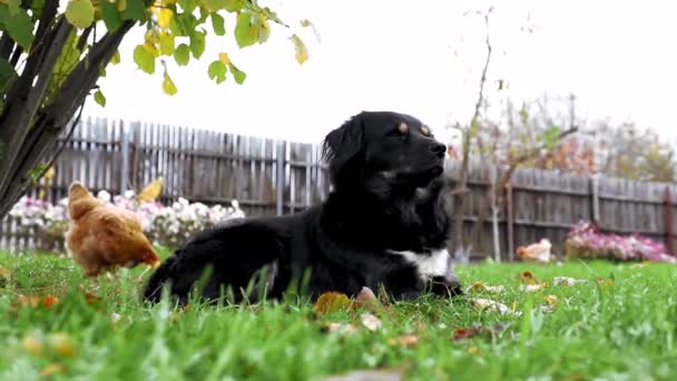 Собака Парку — стокове відео