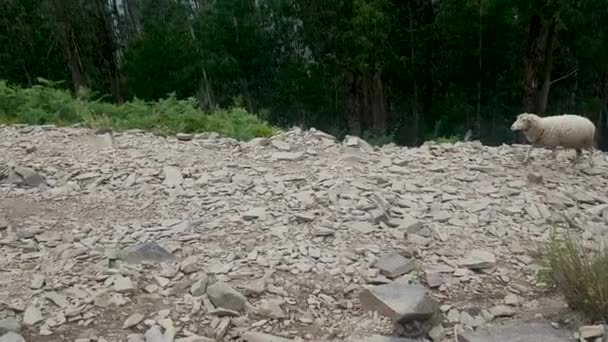 Eine Große Gruppe Kleiner Grauer Schafe Gras — Stockvideo