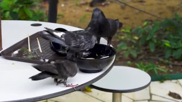 Pombos Comem Sobras Uma Mesa Falcão Livre Fechar — Vídeo de Stock