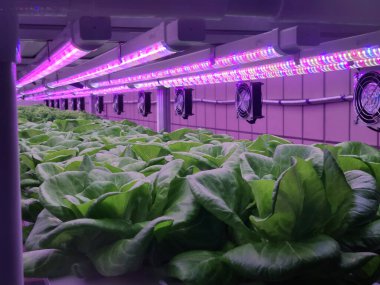 Plants on vertical farms grow with led lights. Vertical farming is sustainable agriculture for future food and used for plant vaccine. clipart