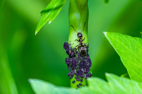 A closeup shot of aphids and ants on a green plant