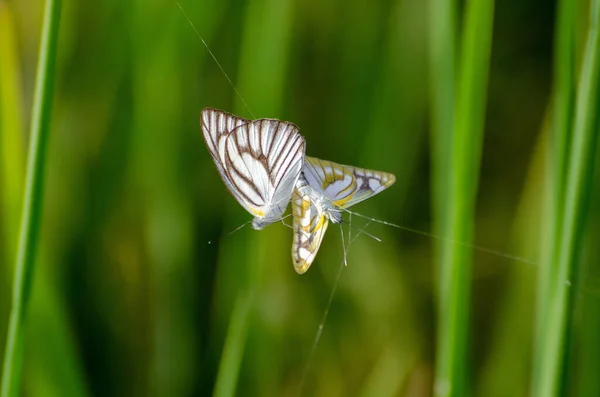 Een Macro Shot Van Twee Vlinders Gevangen Een Spinnennet — Stockfoto