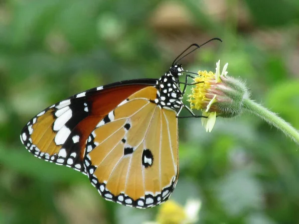 Detailní Záběr Tygřího Motýla Milkweedu — Stock fotografie