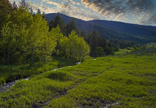 Ein Faszinierender Blick Auf Den Bergigen Wald Unter Dem Wolkenverhangenen — Stockfoto