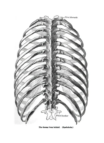 Uma Visão Traseira Tórax Parte Corpo Humano Velho Livro Anatomia — Fotografia de Stock