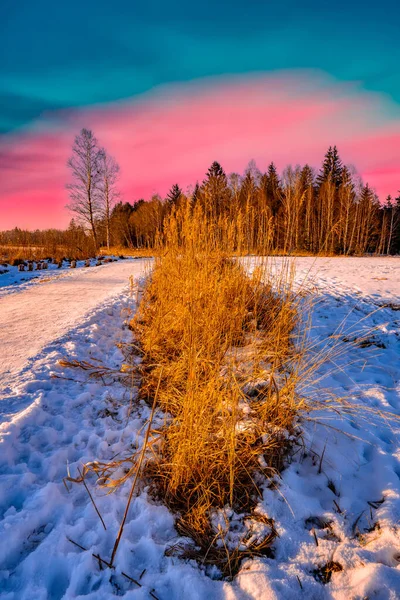 Vertikal Varm Vinterskog Vid Soluppgångar — Stockfoto