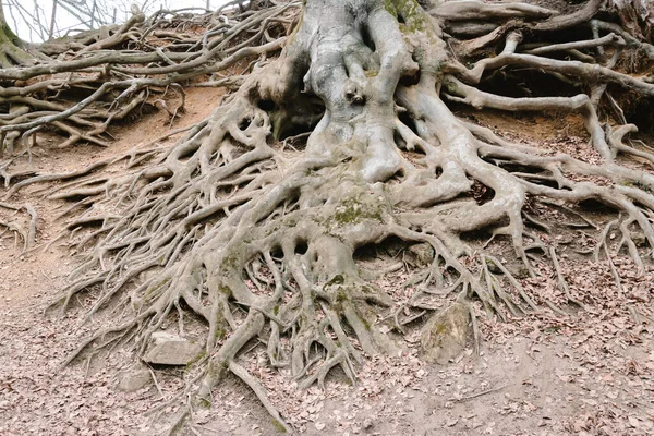 Висококутний Знімок Красивих Коренів Дерева Вирощеного Поверхні Землі — стокове фото