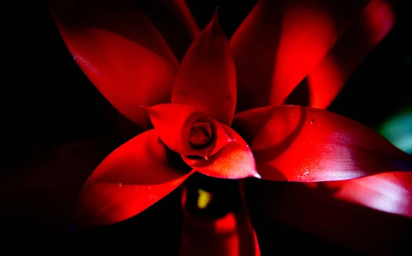 Closeup Shot Top Red Guzmania Flower — Stock Photo, Image