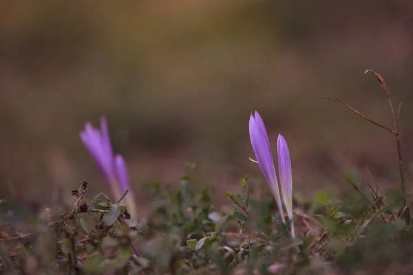 暗い背景でフィールドに美しい紫色のクロッカスの花 — ストック写真