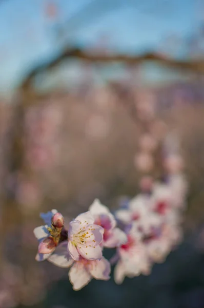 Tiro Vertical Das Flores Rosa Uma Árvore Pêssego Florescendo — Fotografia de Stock