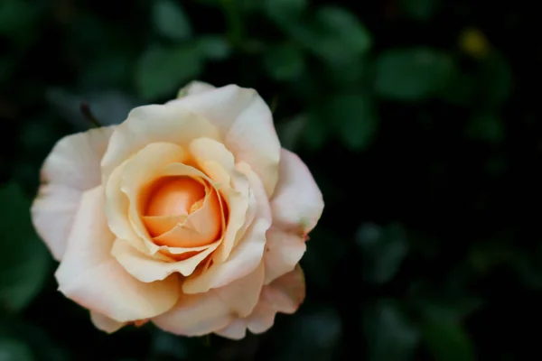 Який Розмитий Макрос Крупним Планом Біло Жовтого Цвіту Однієї Троянди — стокове фото