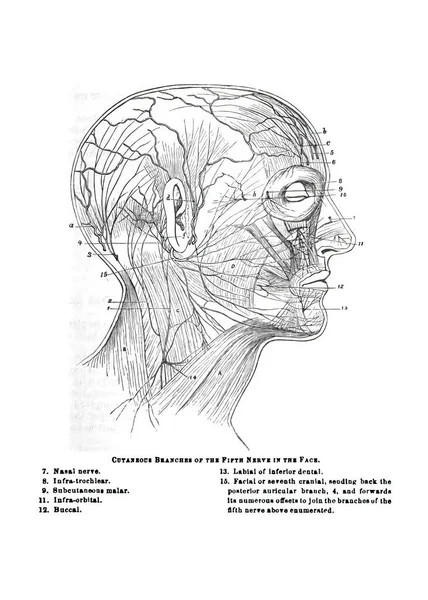 Estrutura Ramos Cutâneos Face Nervos Trigêmeos Partir Antigo Livro Anatomia — Fotografia de Stock