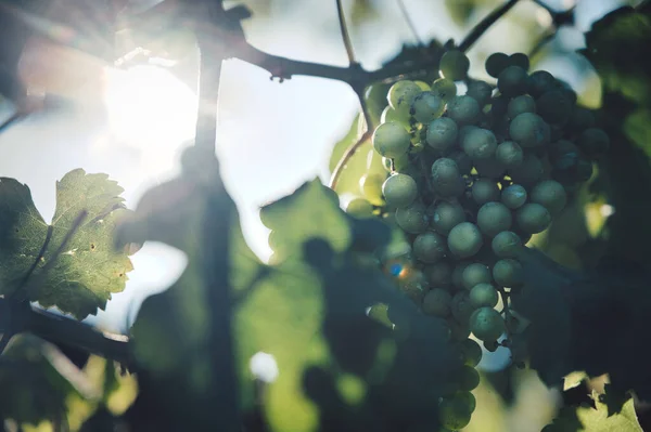 Cliché Angle Bas Raisins Verts Sur Les Vignes Avec Soleil — Photo