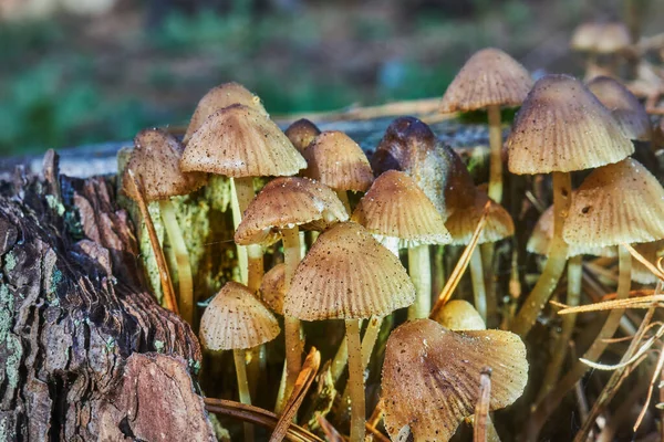 Egy Közeli Felvétel Apró Sárga Barna Gombákról Hegyes Sapkákkal Egy — Stock Fotó