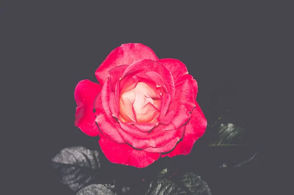 Красивий Знімок Червоної Троянди Чорному Тлі Ідеально Підходить Шпалер — стокове фото