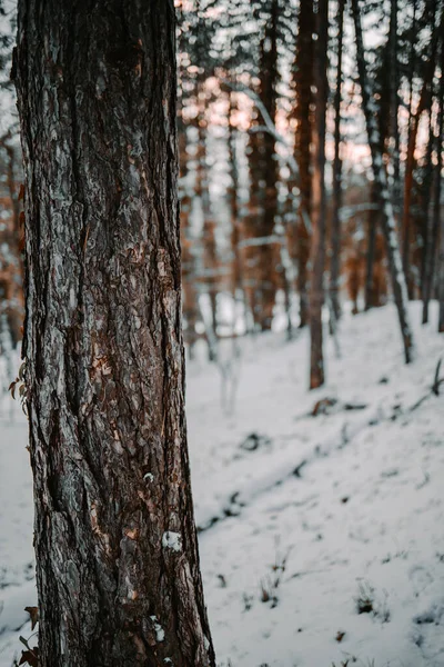 Вертикальный Крупный План Дерева Заснеженном Лесу — стоковое фото
