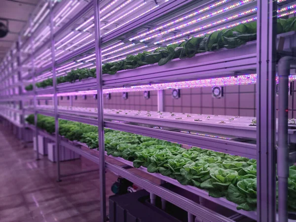 Plants on vertical farms grow with led lights. Vertical farming is sustainable agriculture for future food and used for plant vaccine.