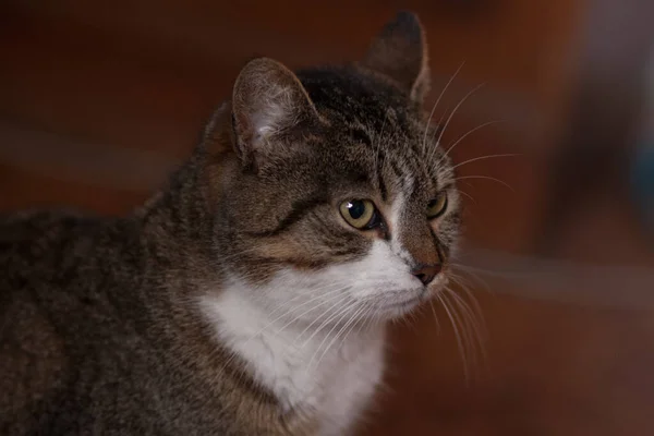 Sebuah Gambar Closeup Kucing Dengan Ekspresi Wajah Marah Lantai Dengan — Stok Foto