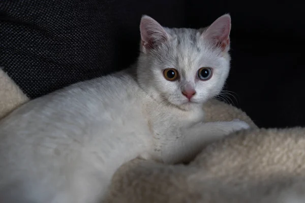 Tiro Close Gato Branco Cobertor Quente Aconchegante — Fotografia de Stock