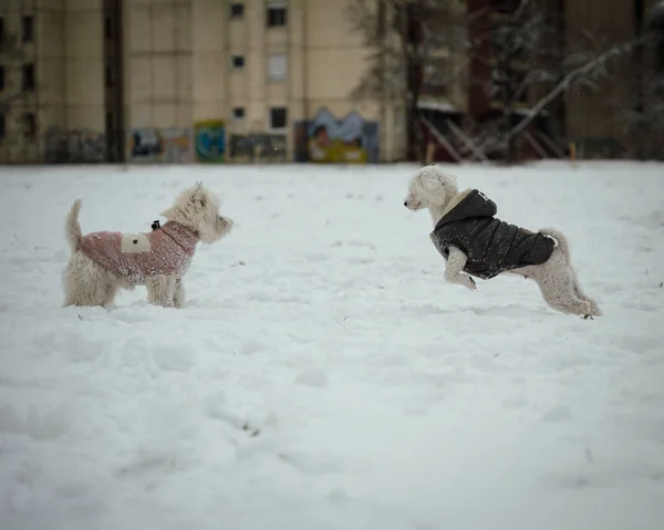 Μια Άποψη Ενός West Highland Λευκά Τεριέ Σκυλιά Χειμερινά Ρούχα — Φωτογραφία Αρχείου