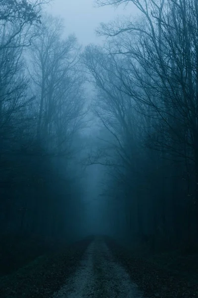 Horror Looking Forest Deep Blue — Stock Photo, Image