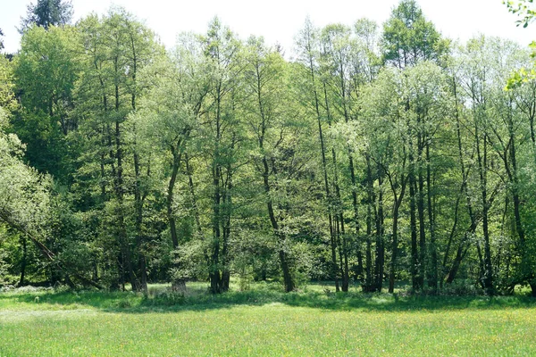 Närbild Skott Träd Som Växer Skogen Greenen — Stockfoto