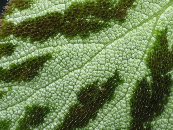 Макрознімок Зеленого Листа Цікавою Текстурою — стокове фото