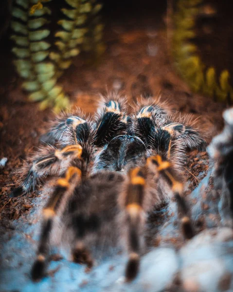 Egy Tarantula Pók Függőleges Lövése Földön — Stock Fotó