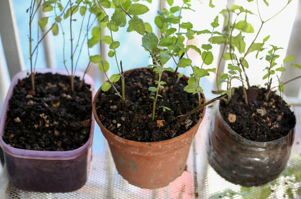 Eine Selektive Fokusaufnahme Von Heimischen Kräutern Und Gemüse Einem Blumentopf — Stockfoto