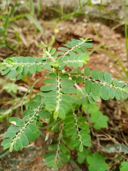 Eine Nahaufnahme Von Phyllanthaceae Mit Grünen Blättern Einem Garten — Stockfoto