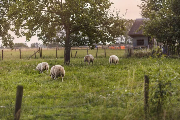 Wiejska Scena Wypasu Owiec Pastwisku — Zdjęcie stockowe