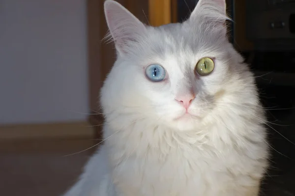 Retrato Lindo Gato Angora Turco Blanco — Foto de Stock