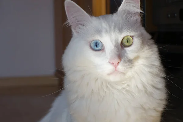 Een Portret Van Een Schattige Witte Turkse Angora Kat — Stockfoto