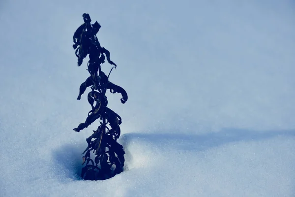 Una Planta Joven Muerta Nieve Tras Una Tormenta Invierno Filomena —  Fotos de Stock