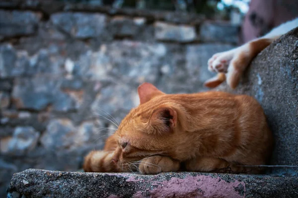 Egy Közelkép Egy Világosbarna Macskáról Aki Lépcsőn Ült Egy Feldúlt — Stock Fotó