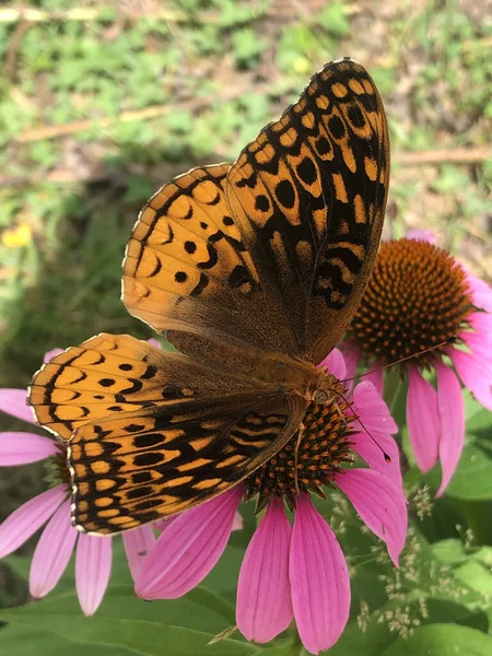 Primer Plano Vertical Una Hermosa Mariposa Sentada Sobre Flores Rosadas —  Fotos de Stock