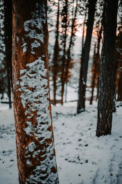 Вертикальный Крупный План Снежного Ствола Дерева Лесу — стоковое фото