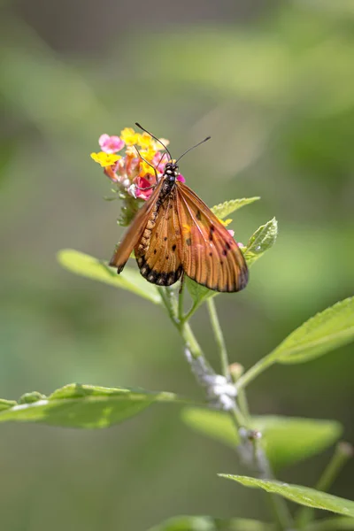 Eine Nahaufnahme Eines Schönen Schmetterlings Der Nektar Aus Bunten Blumen — Stockfoto