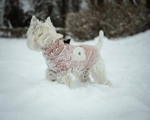 Primo Piano Terrier Bianco West Highland Abiti Invernali Che Giocano — Foto Stock