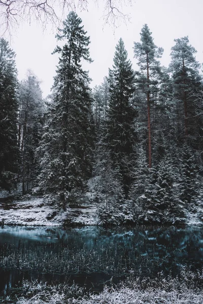 Гарний Знімок Снігових Ялинових Дерев Біля Замерзлого Озера Взимку — стокове фото