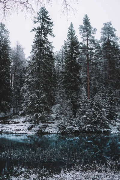 Belo Tiro Abetos Nevados Lado Lago Congelado Inverno — Fotografia de Stock