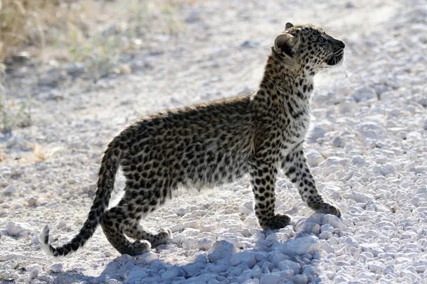 Primer Plano Lindo Leopardo Salvaje Bajo Luz Del Sol — Foto de Stock