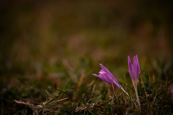 Hermosas Flores Cocodrilo Púrpura Campo Sobre Fondo Borroso — Foto de Stock
