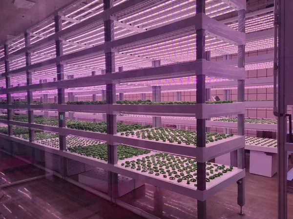 Plants on vertical farms grow with led lights. Vertical farming is sustainable agriculture for future food and used for plant vaccine.