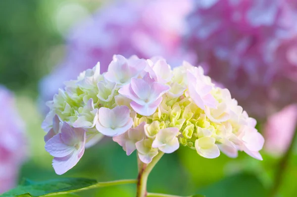 Primer Plano Flores Hortensia Blanca Con Fondo Bokeh —  Fotos de Stock