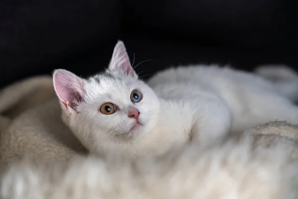 Sıcak Bir Battaniyeye Sarılmış Beyaz Bir Kedinin Yakın Çekimi — Stok fotoğraf