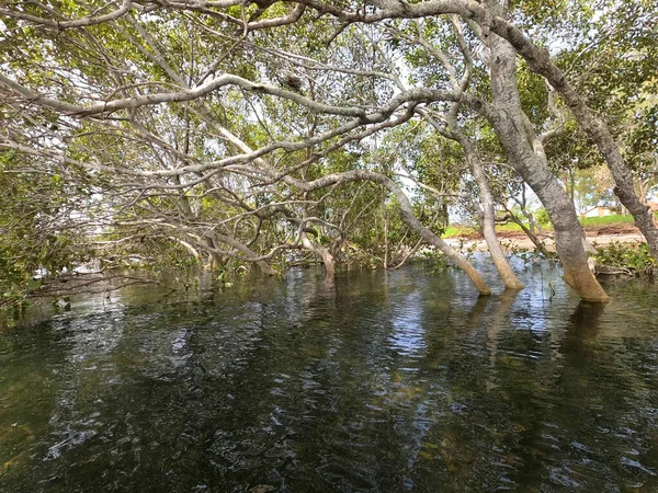Stare Drzewa Małym Jeziorku Parku — Zdjęcie stockowe