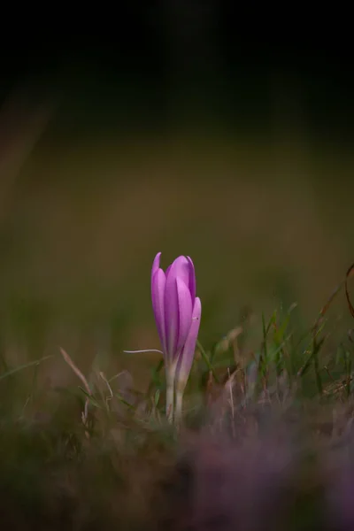 Une Belle Fleur Crocus Violet Dans Champ Sur Fond Sombre — Photo