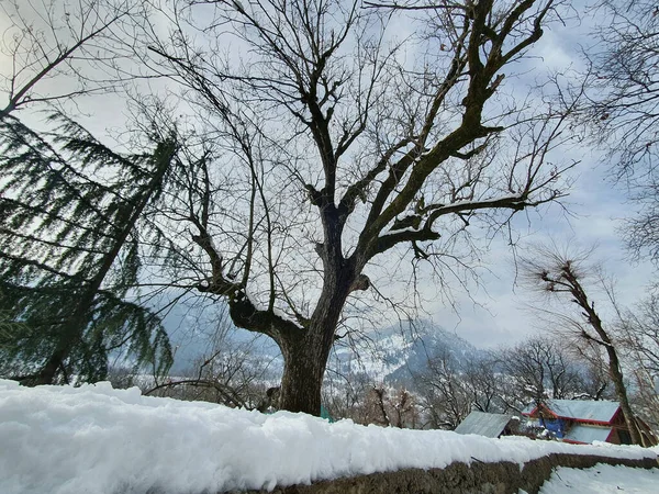 Primer Plano Las Fuertes Nevadas Cachemira Hizo Todo Valle Blanco — Foto de Stock